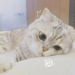 卡哇伊的可爱小猫卡通头像