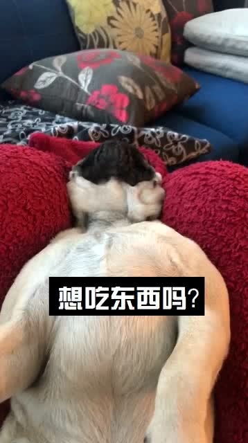 狗狗听到吃的,面部反应亮了