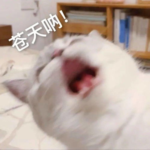 你想要的沙雕表情包,我都能安排