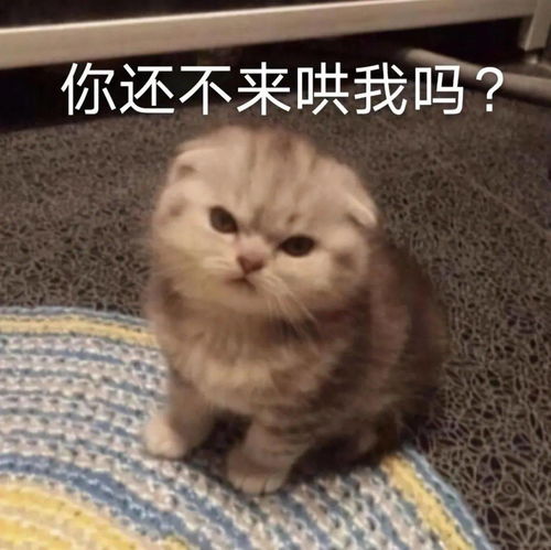 表情包动图大全你在玩火