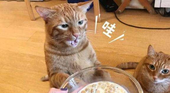 猫咪搞笑表情包主人