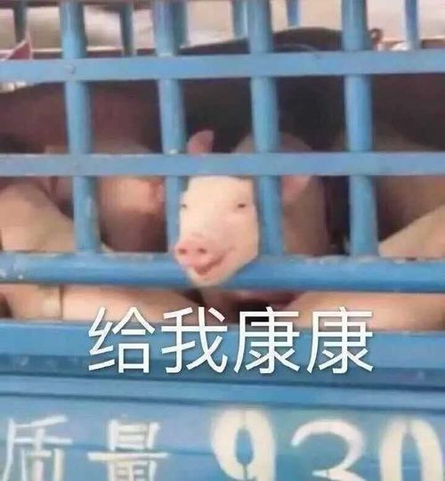 你认为最沙雕最搞笑的表情包是那些