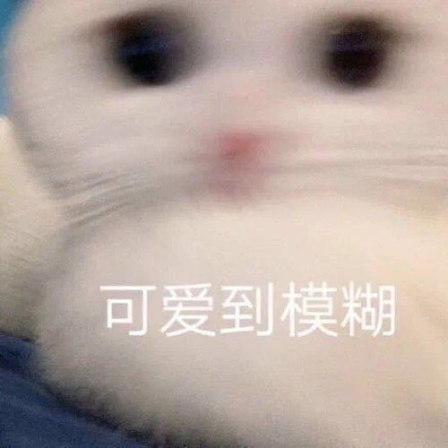 萌宠表情包小猫咪向你敬礼啦