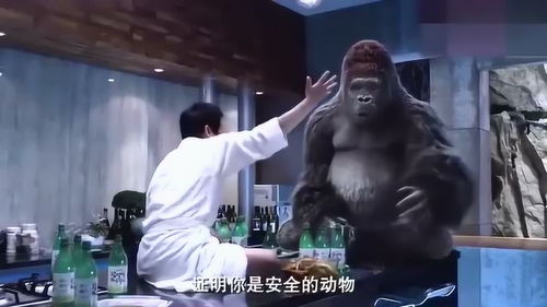 大猩猩吃超辣泡菜后的表情真可爱,萌化了老夫的少女心