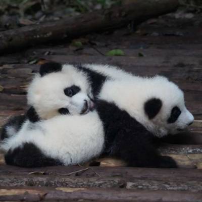 熊猫头像高清图片真实熊猫微信头像可爱清晰图片