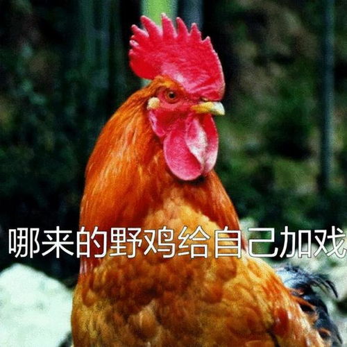 禁食鸡肉的韩国人我们吃炸鸡违法,必须出国