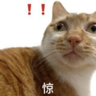竖起大拇哥丨第964期喵表情包