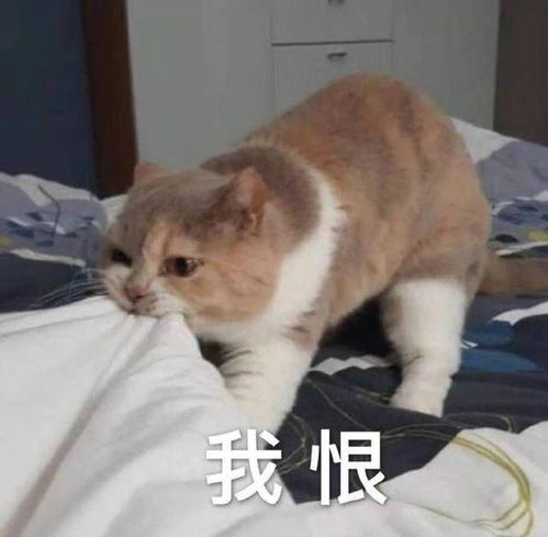 搞笑gif趣图办公室美女收到大束鲜花什么表情