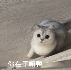 微信聊天可爱表情包宝,多喝热水