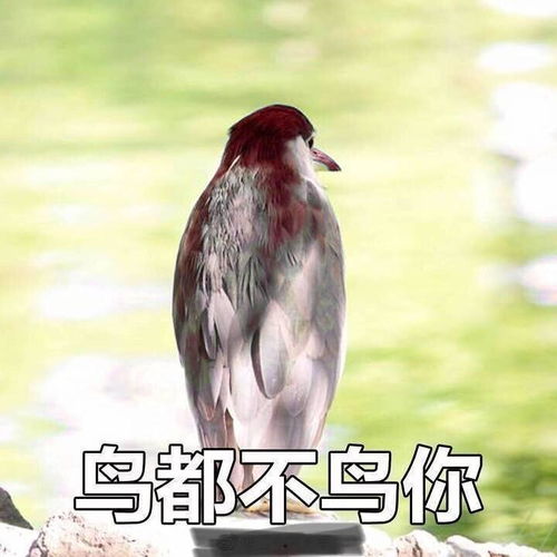 易烊千玺的表情包有哪些