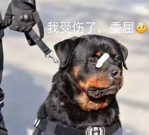 警犬贴了创可贴走红,表情包都出了网友这是男子汉的勋章