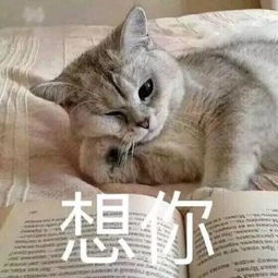 猫咪表情包电死你个小可爱