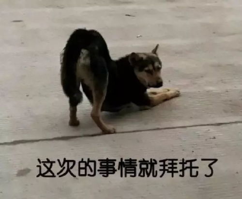 沙雕聊天表情包i我还有机会吗