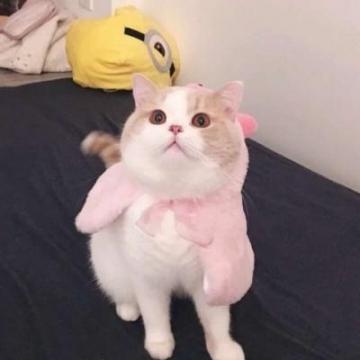 猫咪情侣头像一人一张配对可爱呆萌猫咪情侣头像2020