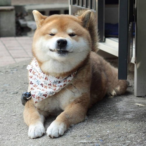 趣图柴犬真的太萌啦,这组素材目测会被做成表情包吧