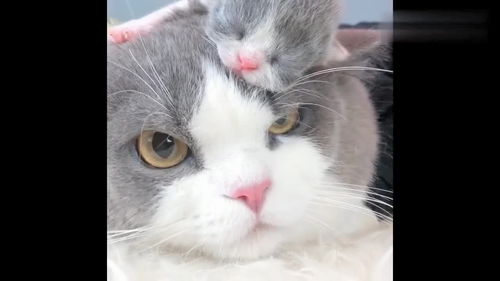 小猫咪趴在母猫身上休息,看猫咪一脸生无可恋的表情,亲生的