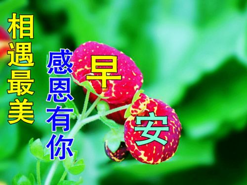 11月26日最新早上好动态表情图片大全,冬天清晨问候语句子