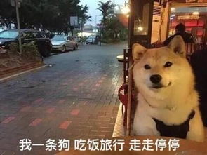 搞笑表情包为我的莽撞自罚一杯