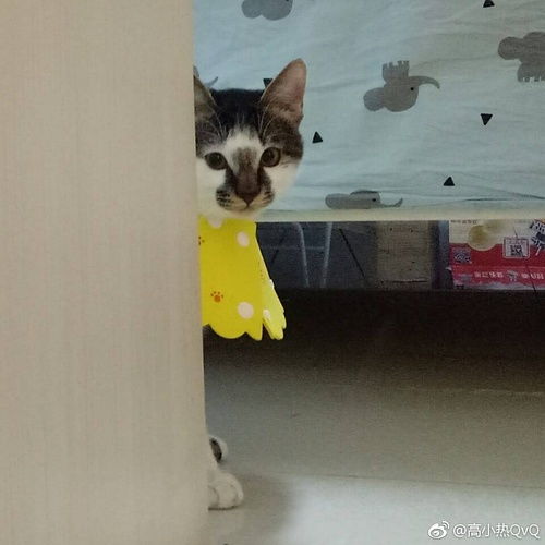 我觉得我的猫好好笑