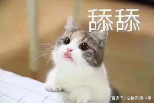 主人没喂雪糕,猫咪仰天长啸朕要吃,吃到你倾家荡产