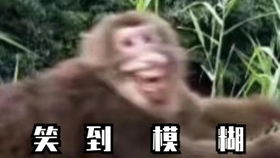 猴子搞笑表情包抖音