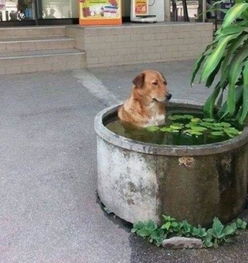 这里有一群搞笑的狗狗