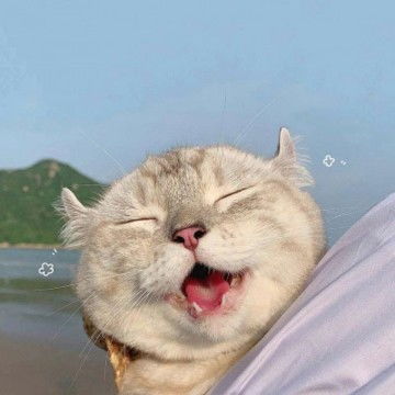 2021好看的狗狗微信头像萌猫可爱头像,动物头像图片