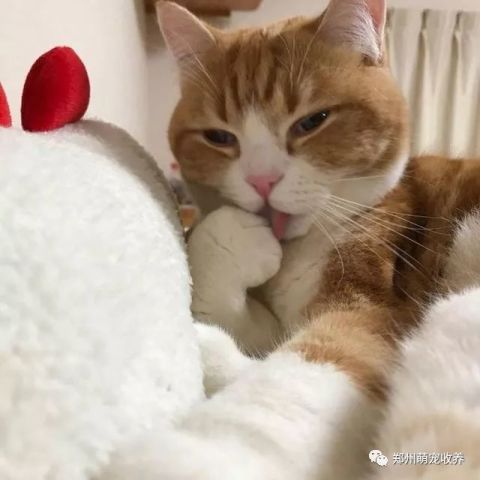 小猫前肢发育不全双脚站立形似表情包叉会儿腰