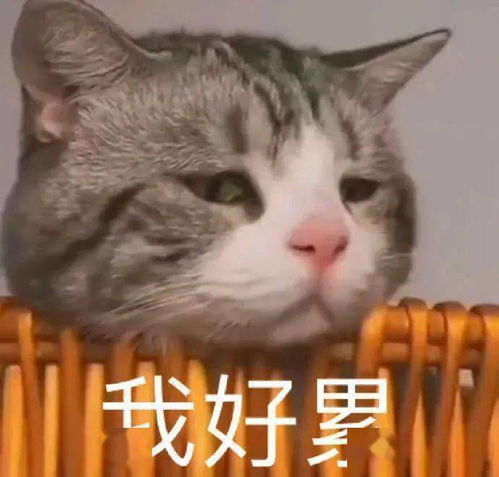 表情包我慕了,睡觉睡觉