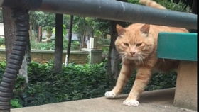老婆靠著猫抱枕睡著了老公一回家看到猫猫表情秒笑喷