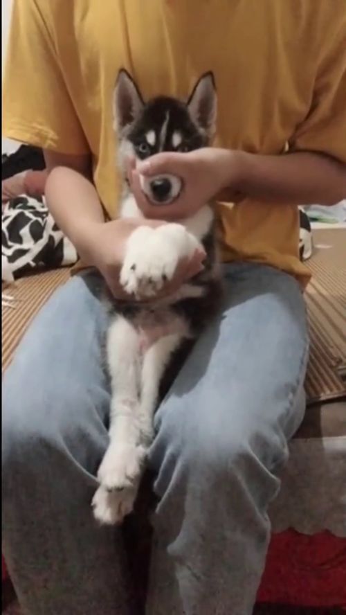 哈士奇也会蹦迪了,看完下一幕我笑喷了,长大不得了