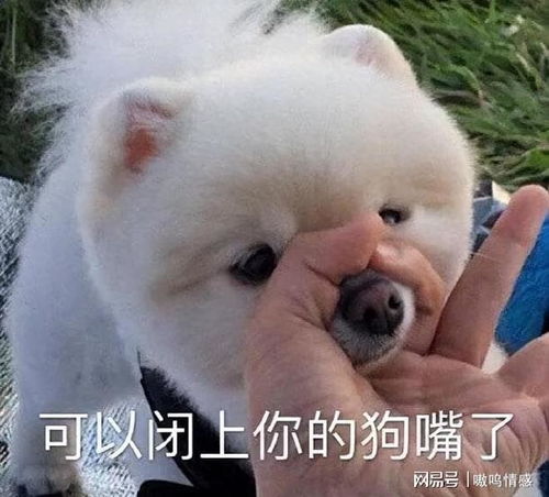 提个醒一只狗有这些行为,说明它背叛你了,别大意