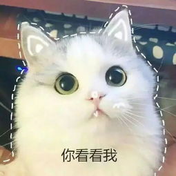 猫咪表情包搞笑表情包