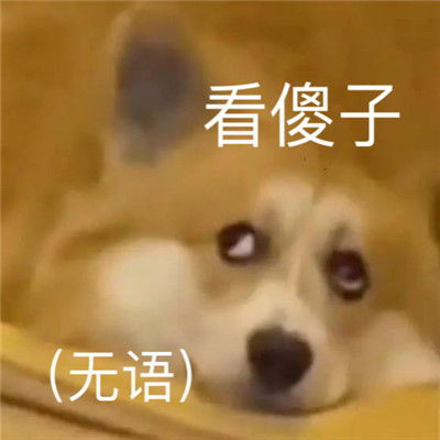 沙雕表情包我不是舔狗我是哥哥犬系女友