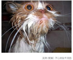 救命有人洗你家猫了