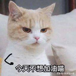 搞笑表情包图片今天,你加油了吗