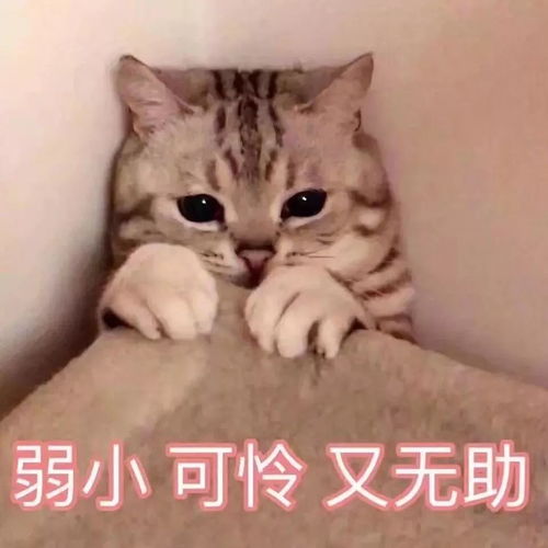 是谁掀开了我眼前的帘