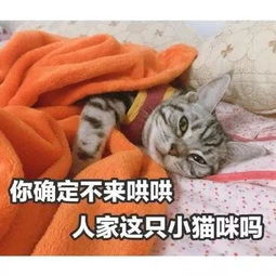 男朋友敢凶你用表情包怼ta臭居居,再凶就捶你小胸口
