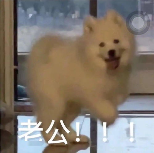 搞笑聊天表情包i你在教我做事啊