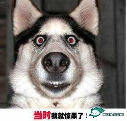 狗头神教头像狗头头像