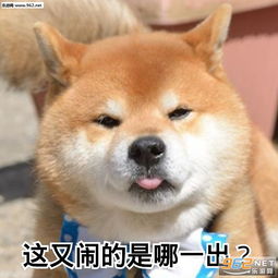 别演了我都看出来了表情包施主请回老衲实在是没空啊柴犬表情包下载乐游网游戏下载