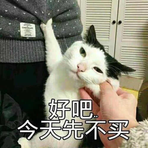 搞笑谁能知道猫猫脑子里究竟想的是什么