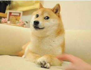 柴犬才是表情包的鼻祖,哈士奇也得服