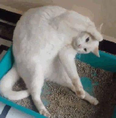 白猫占着茅坑不拉屎还摆出中二造型快憋坏的暹罗猫表情亮了