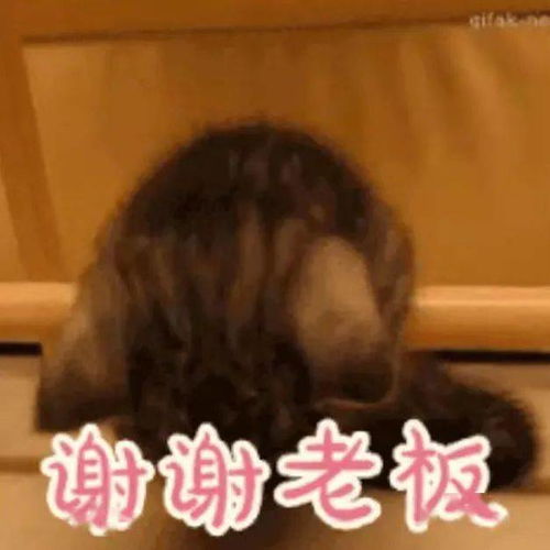 谢谢老板丨第311期喵表情包