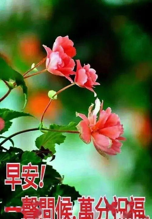 2020霜降新版早上好幽默的话2020特别漂亮的早上好动态图片