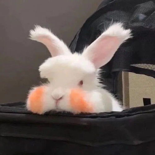 火不火真靠命