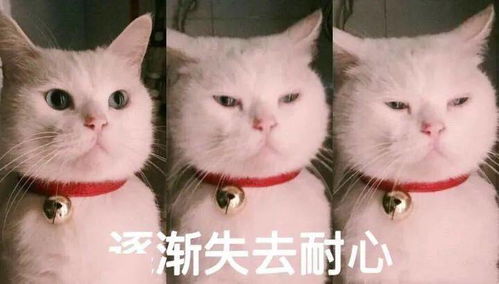 人呢表情包搞笑图片猫咪