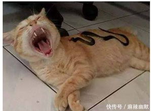 猫咪睡觉时,主人将一条蛇放在了它身上,猫咪的表情让人大笑起来