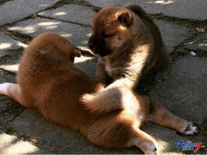 纯种日本柴犬日本狗出售柴柴表情包
